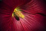 Hollyhock Closeup_12480